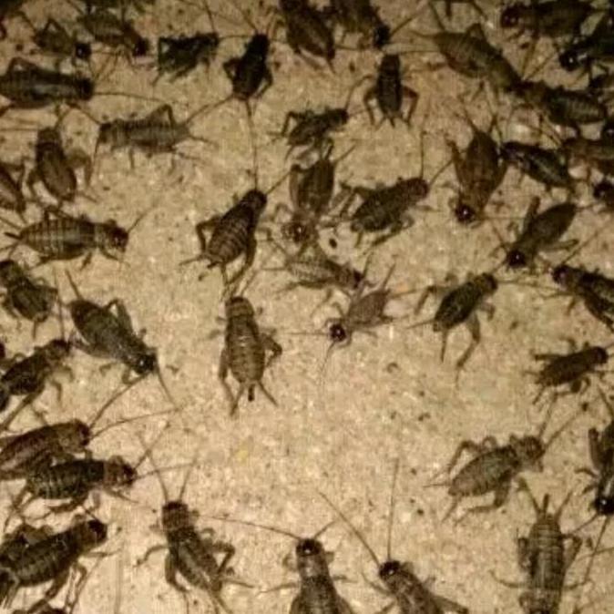 Promo Jangkrik - Jangkrik Alam - Jangkrik Genggong Ukuran Cod