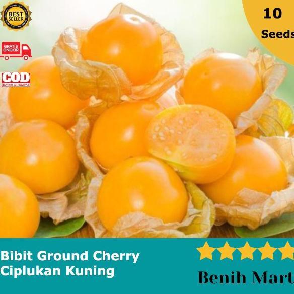 Bibit Buah Ciplukan Kuning Ground Cherry Jumbo PREMIUM