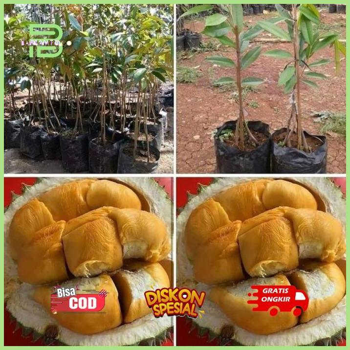 It34 ty-35 Ez23 bibit Durian Kaki Tiga Duri hitam Super Premium Termurah Original