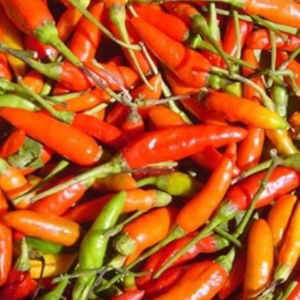 Bibit Benih Cabe Rawit Setan Lentera F1 Super Pedes Benih Bibit Unggul