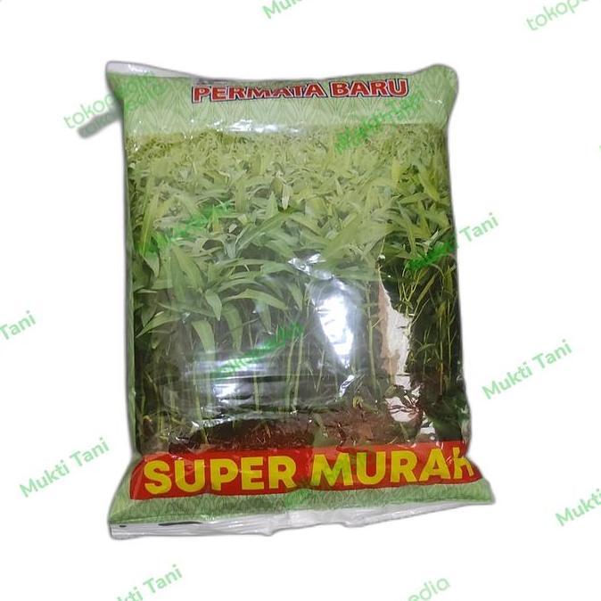 Benih Kangkung Super 1 kg | Bibit Kangkung Permata Baru