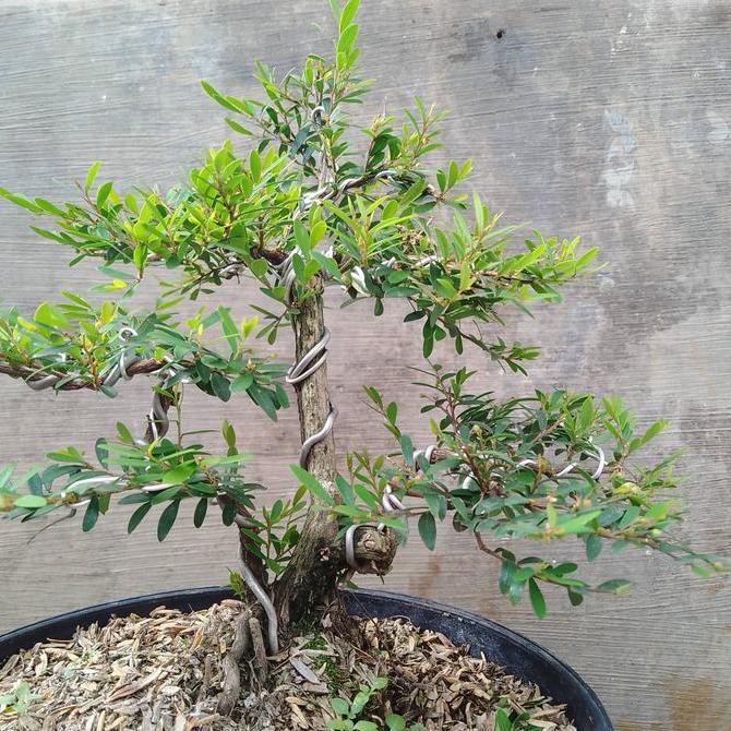 Bonsai Jadi Cenderawasih Tinggal Pajang