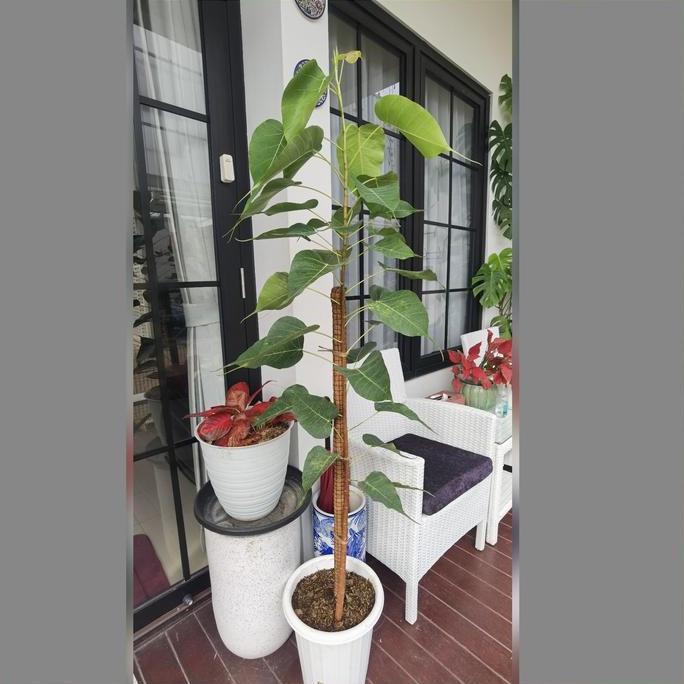 Pohon Bodhi Dewasa Tanaman Bibit Bodi Ficus Religiosa Buddha Bonsai