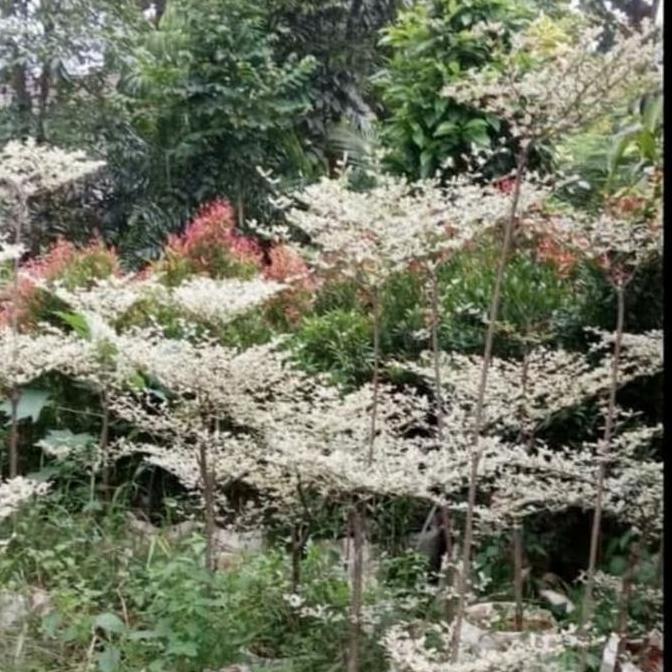 Ketapang Kencana Varigata Putih