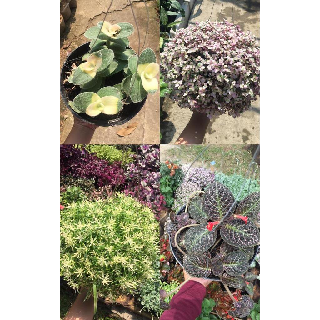 Paket 4 Tanaman Gantung Murah