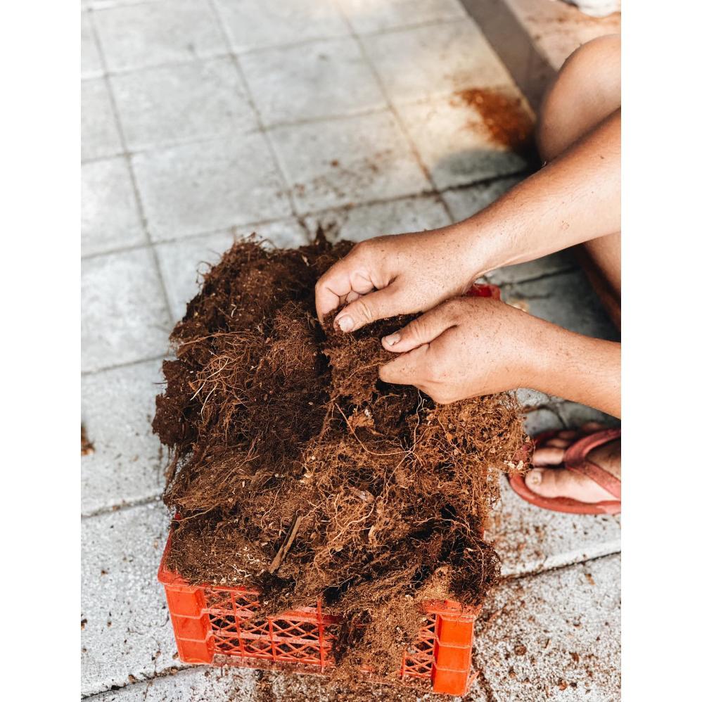 Promo Cod Media Tanam Anggrek Mos Hitam Asli 1Kg ...