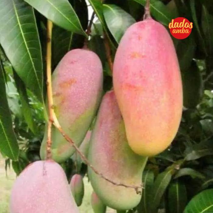 He13 Murah Meriah Am67 Bibit Mangga Pelangi Unggul Premium Hemat Sale