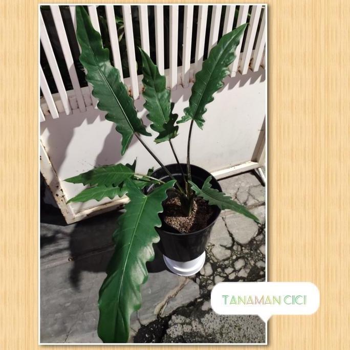 Tanaman Hias Keris Papua besar on pot sv hitam 30cm