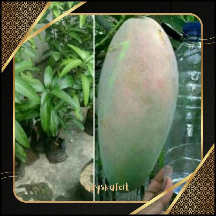 fx-76 Promo Hemat Paling Murah Bibit Mangga Kiojay Original Premium Hemat