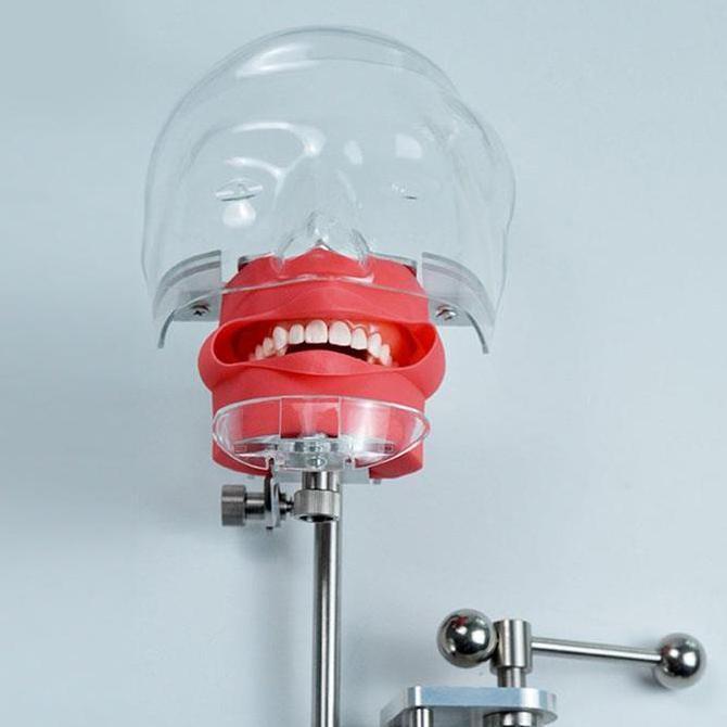 WGM - Alat Latihan Veneer Gigi Palsu Bahan Silikon Model Gigi Original