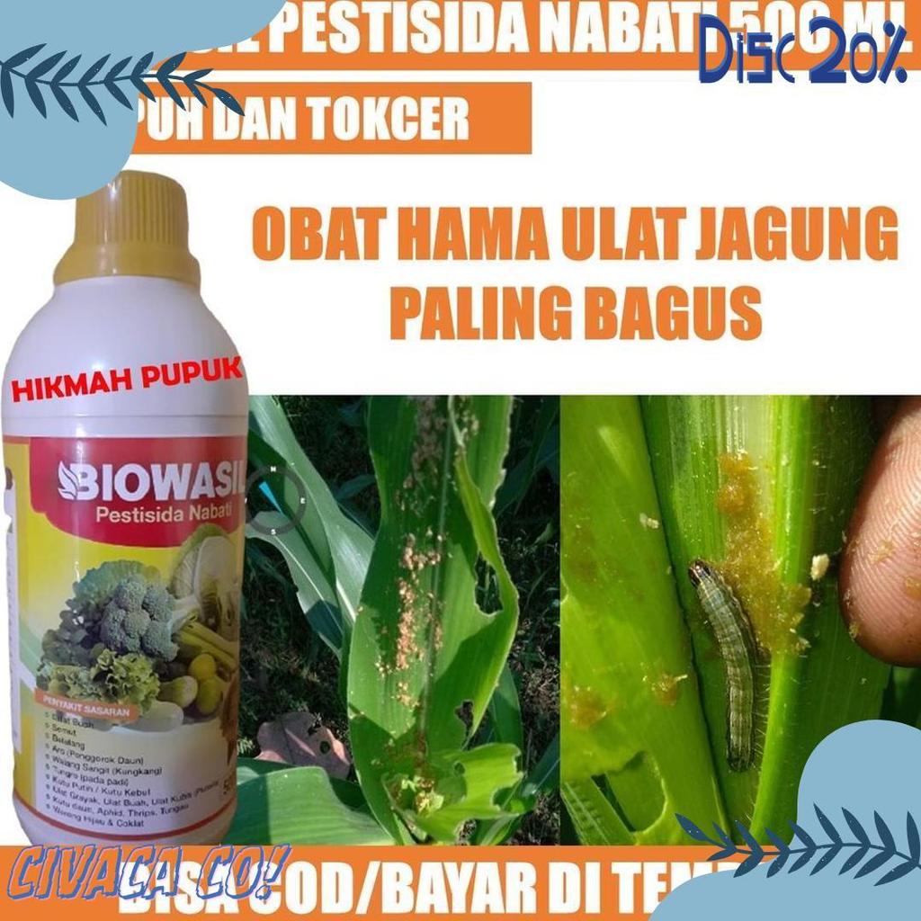 Cusss Serbu Biowasil Pestisida Paling Laris Hama Ulat Jagung, Sawi, Kubis, Mentimun Obat Hama Ulat J