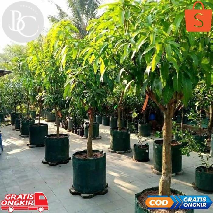 tg-342 fx-76 aw-96 bibit mangga  Red Empror tinggi 1 meter batang besar siap berbuah Berkualitas Sal