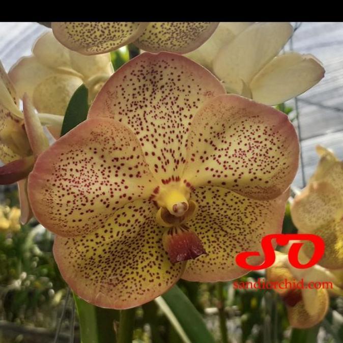 Terlaris [ Dewasa ] Vanda Yellow Butterfly ( Vanda Tubtim Velvet X Vanda Butterfly )