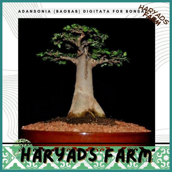 HF BENIH / BIBIT / BIJI - ADANSONIA (BAOBAB) DIGITATA FOR BONSAI - IMPORT - HARYADSFARM