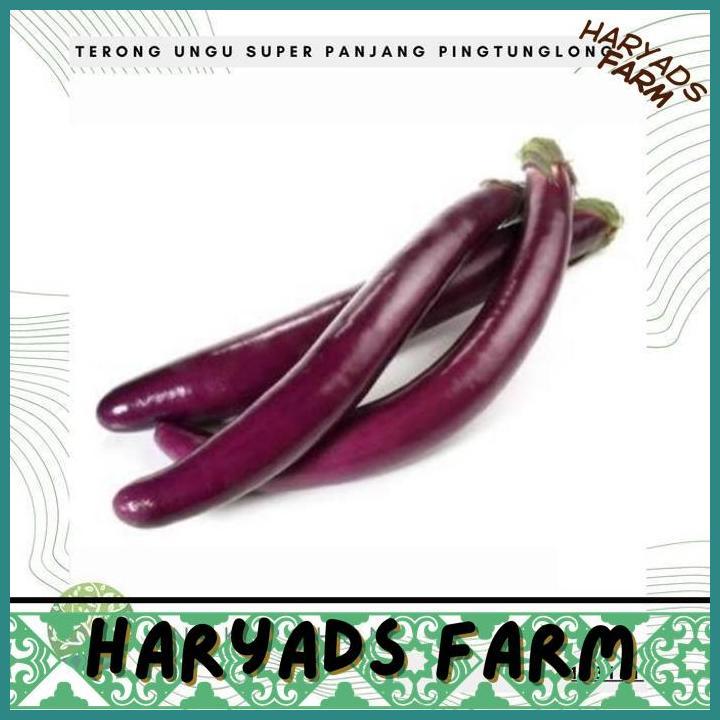 HF BENIH BIBIT BIJI - TERONG UNGU PINGTUNG LONG PANJANG F1 HIBRIDA - HARYADSFARM