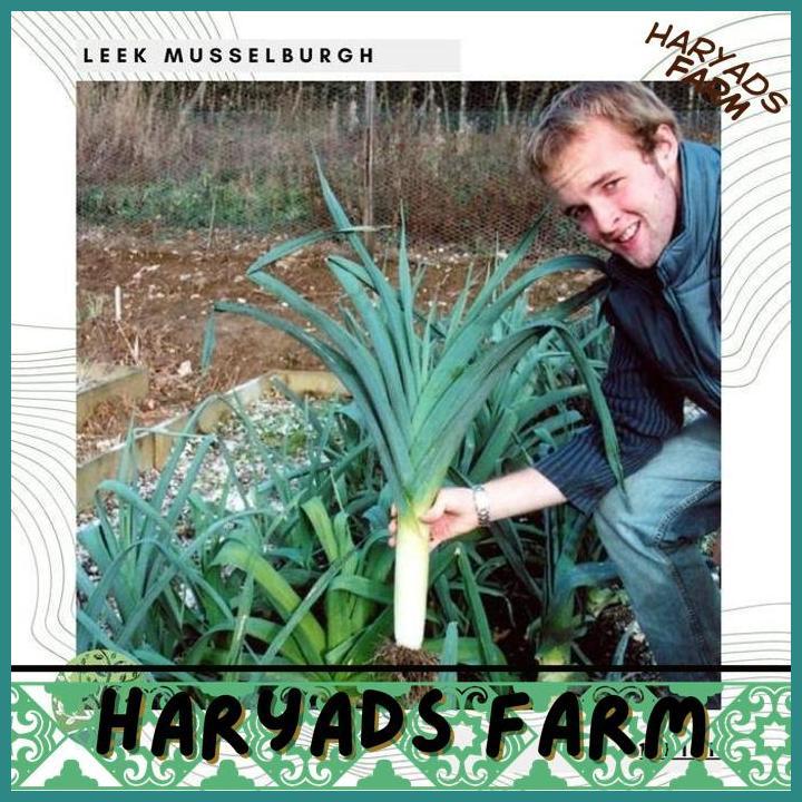 HF BENIH BIBIT BIJI - LEEK MUSSELBURGH DAUN BAWANG PREI BESAR SEEDS - IMPORT - HARYADSFARM