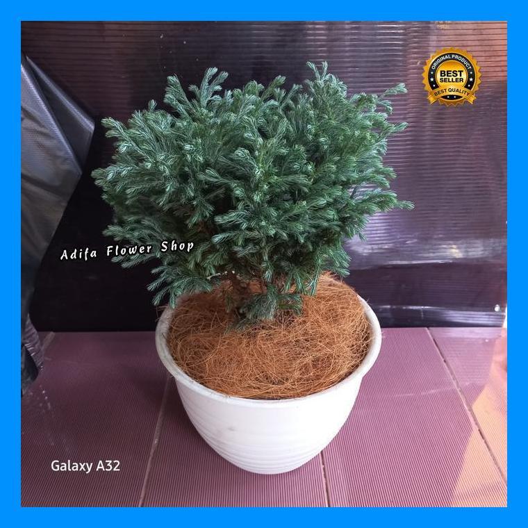 (Termurah) Tanaman Hias Cemara Perak Ukuran Besar / Cemara Embun Inc Pot Putih Bestseller