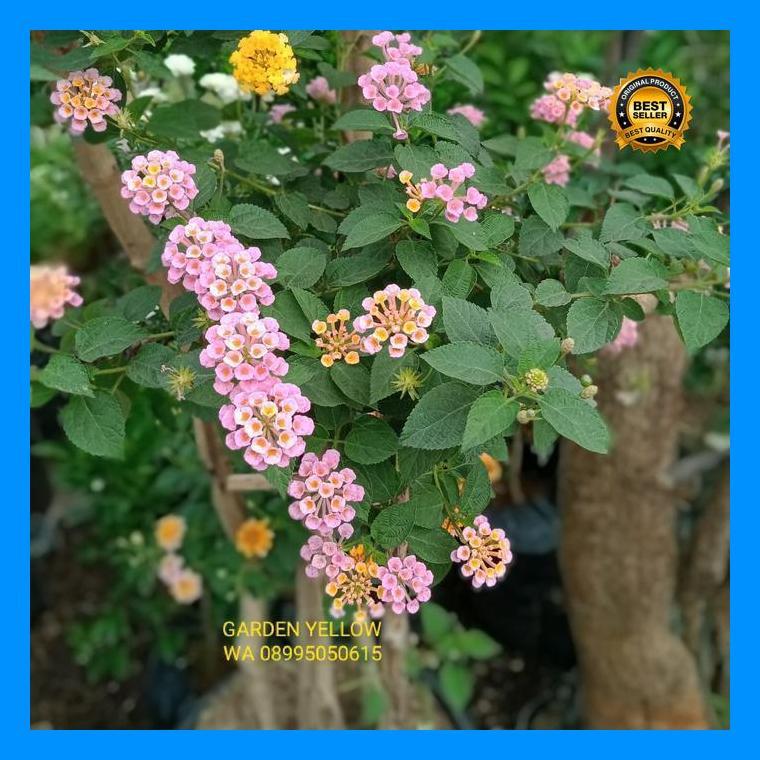 (Diskon) Tanaman Hias Bonsai Bunga Lantana 5 Warna Tinggi 1,5 Meter Bestseller
