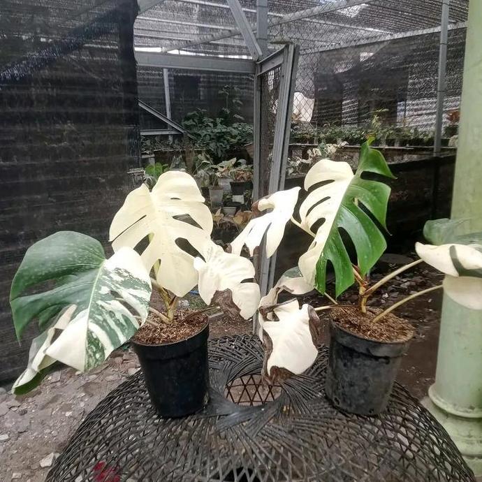 Terlaris Monstera Variegata Ekonomis