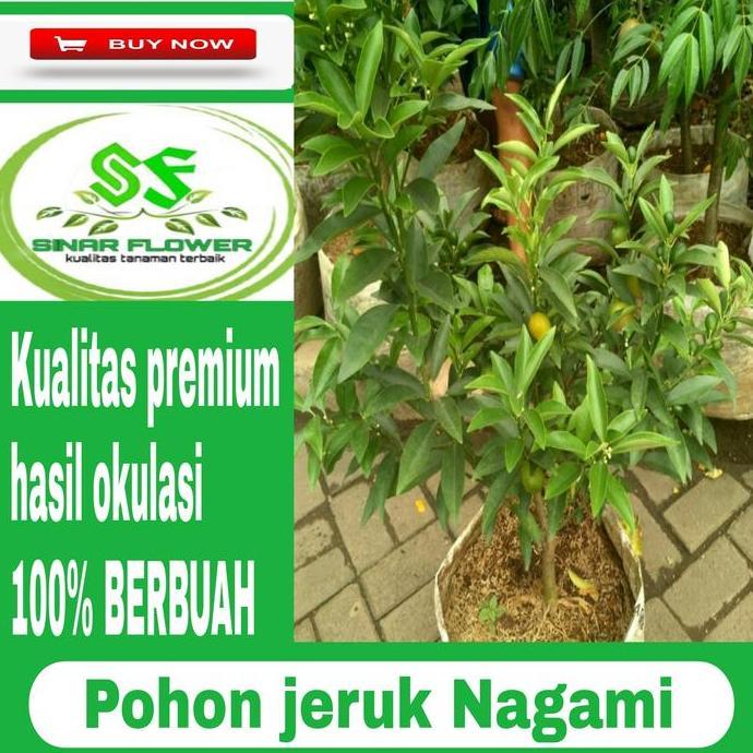 Terlaris Pohon Jeruk Nagami Berbuah/Tanaman Pohon Buah Jeruk/ Jeruk Nagami
