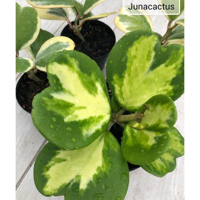 Terlaris Hoya Kerii Variegata Cluster