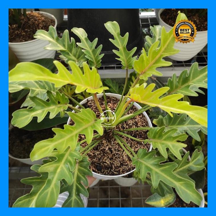(Best Saller) Philodendron Xanadu Golden / Philo Xanadu Golden Bestseller