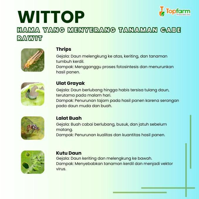 Obat Patek Terbaik - Obat Patek Cabe Paling Ampuh / Obat Jamur Cabe Rawit / Obat Patek Cabe Rawit / 