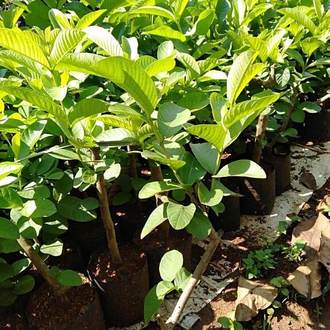 Bibit Pohon Jambu Merah Biji//Jambu Merah Biji