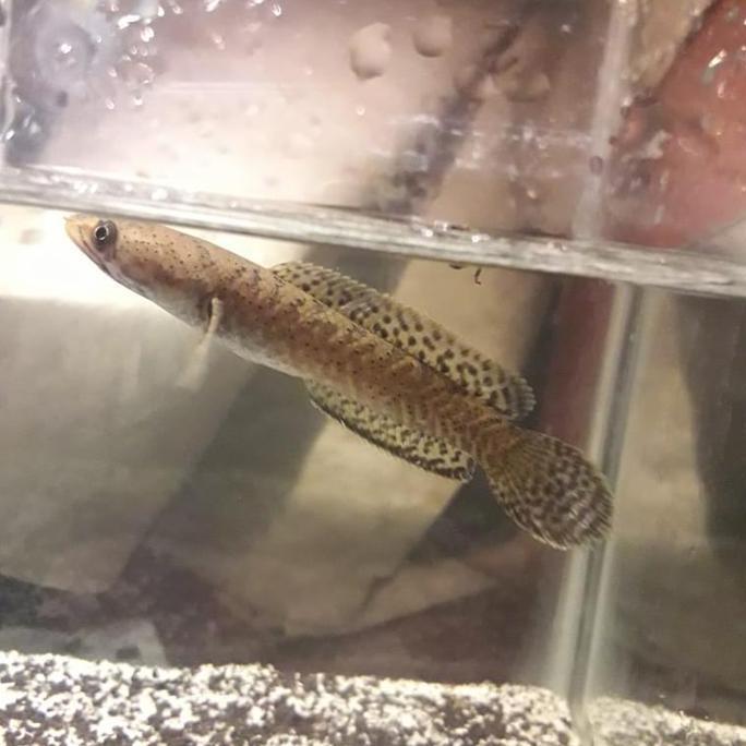 CHANNA LIMBATA TIGER REMAJA FULL DOT