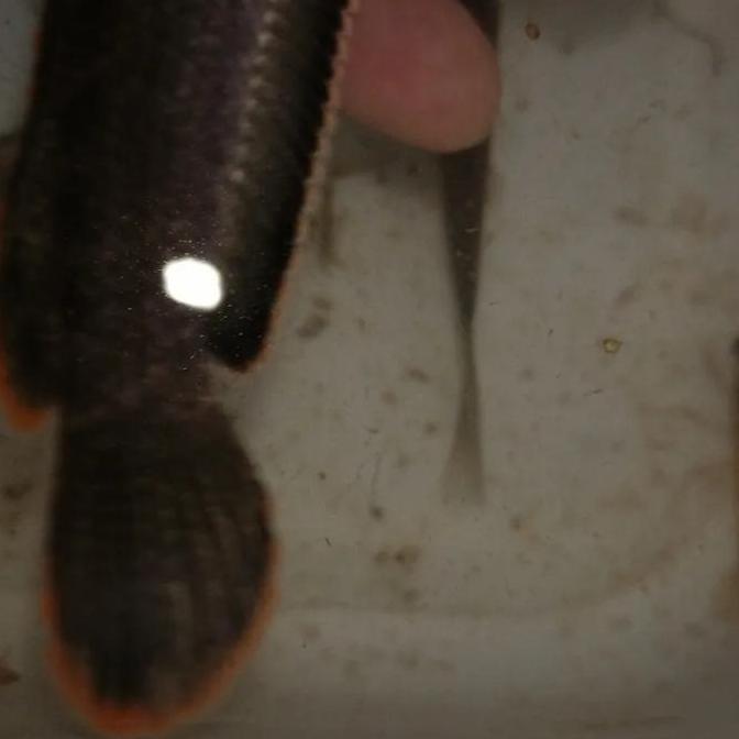 CHANA LIMBATA MURAH/ CHANNA LIMBATA LOKALITY BAJUIN RIM MERAH