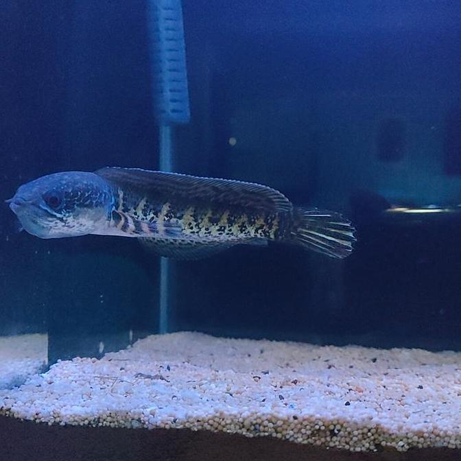 CHANNA AURANTI GRADE A