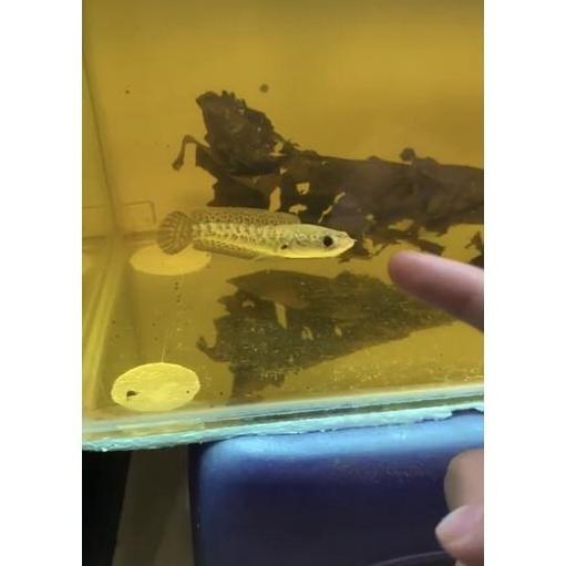 CHANA AURANTI 10-12 CM