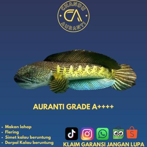 CHANNA AURANTI (SINGLE TANK) GRADE A+ SIZE 13-16CM PASTI KETAGIHAN X CHANDU AURANTI (FREE BABY ANDRA