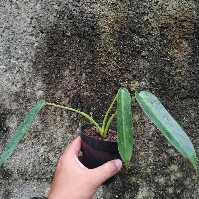 Philodendron spiritus sancti