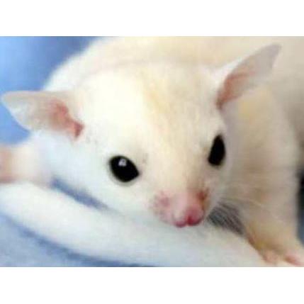 TERBARU Joey Sugar Glider Leucistik, mosaic , albino Jinak Putih Bersih Murah