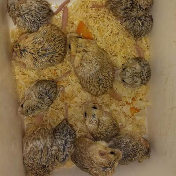 TERBARU GERBIL FAT TAILED BY HAMTACI FARM SEND OJEK ONLY BISA GRAB