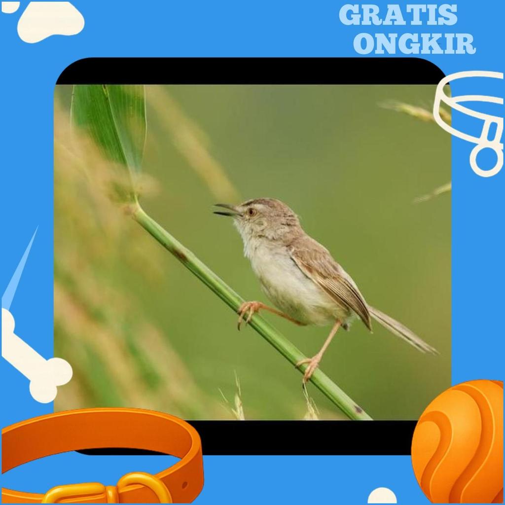 Burung Ciblek Gunung Pilihan