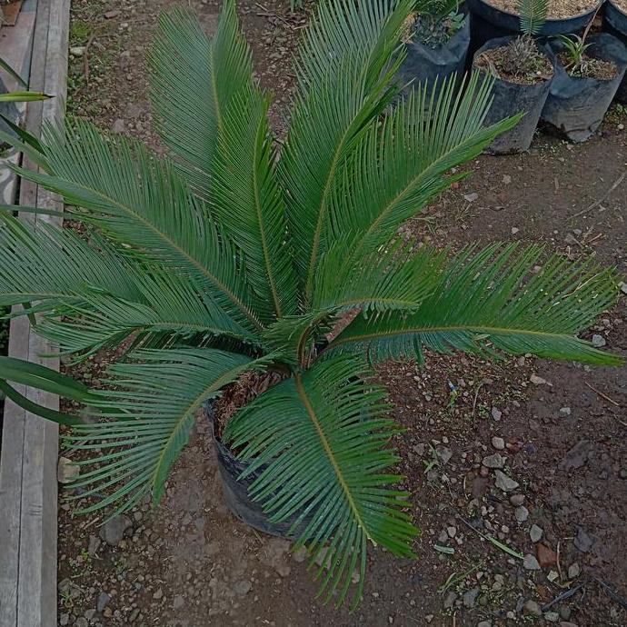 Terlaris Tanaman Hias Palem Sikas Jumbo