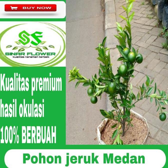 Terlaris Pohon Jeruk Manis Medan/Pohon Buah Jeruk/Tanaman Jeruk Berbuah