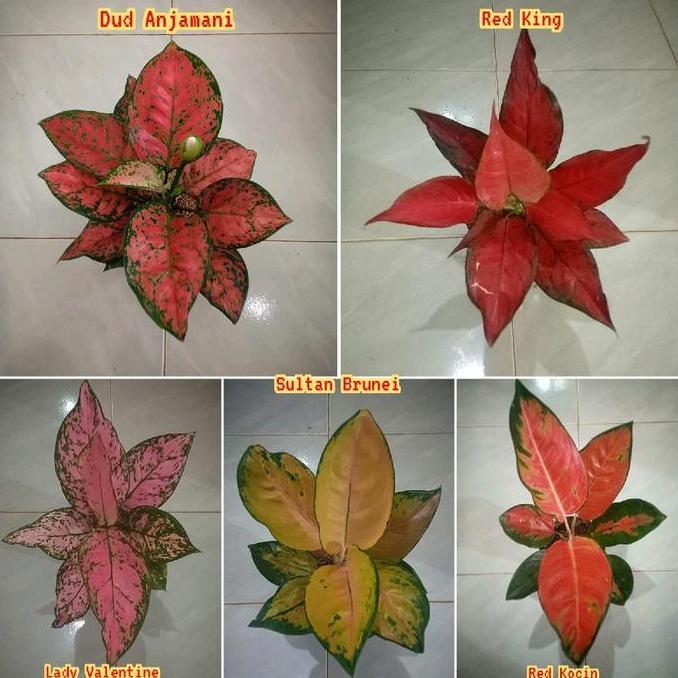 Terlaris Bunga Aglonema,5 Jenis Bunga Aglonema Super