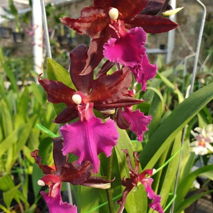 Terlaris Anggrek Oncidium Massai Pink