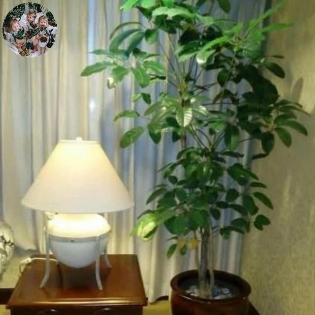 Terlaris, Tanaman Pohon Walisongo Indoor Tinggi 1 Meter