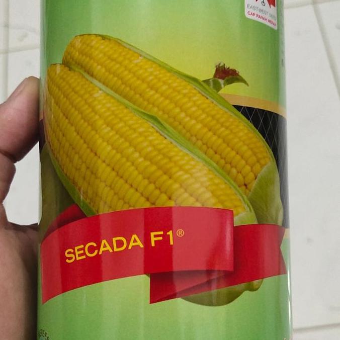 Benih Jagung Manis Secada 88 F1 1800 Butir Dari Panah Merah  Jagung Manis Hibrida Secada 200Gram