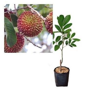 siap berbuah Bibit Rambutan Rapiah Pohon Rambutan Bibit Buah Rambutan Rapiah MURNI asli bisa COD