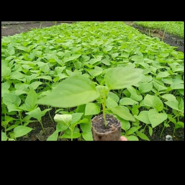 Bisa Cod Polybag Semai Isi 1000/Polybag Cabe/Pp Bening Benih Tanaman ,,
