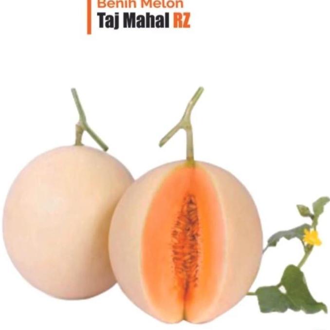 100 Benih Bibit Biji Melon Orange Taj Mahal F1 Hibrida, Premium Import Seeds Super Manis Kualitas Te