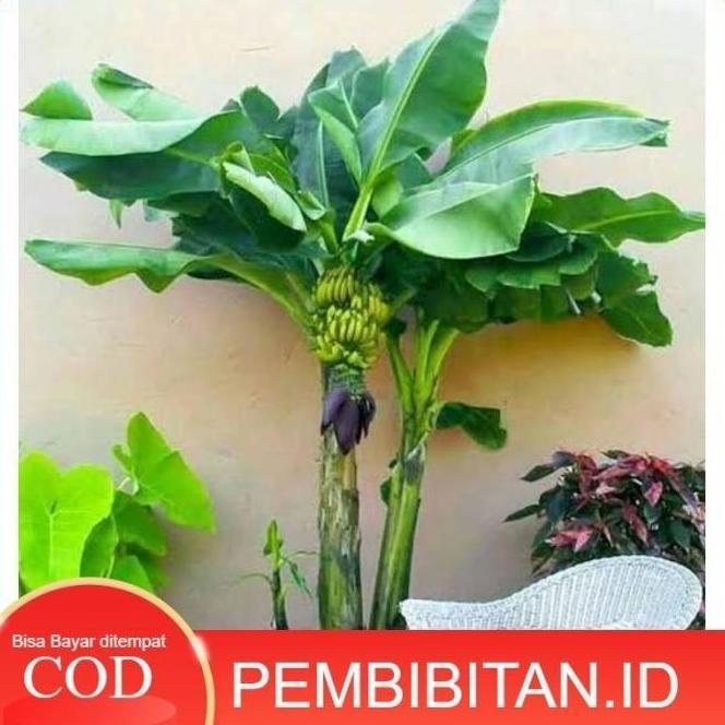 Bibit Tanaman Tabulampot Pisang Mini Asli ATV