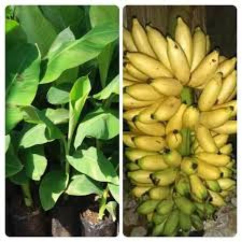 Paket murah 8 Bibit Pohon Pisang Lampung / Buah Pisang Lampung / Tanaman pisang lampung super