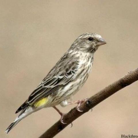 JAWAWUT HITAM TANGKAI 95 GRAM JUWAWUT JEWAWUT HITAM TANGKAI