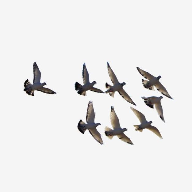 VETAFARM TABLET BLUD ISI 100 - MERPATI PIGEON